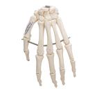 Human Hand Skeleton Model, Wire Mounted, 1019367 [A40], Arm and Hand Skeleton Models (Small)