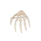 Human Hand Skeleton Model, Wire Mounted, 1019367 [A40], Arm and Hand Skeleton Models (Small)