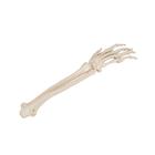 요골과 척골 있는 손모형
Hand Skeleton with portions of ulna and radius, 1019370 [A41], 팔 및 손 골격 모형 (Small)