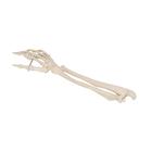 Human Hand Skeleton Model with Ulna & Radius, Wire Mounted, 1019370 [A41], Arm and Hand Skeleton Models (Small)