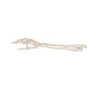 Squelette de la main avec radius et ulna (cubitus), sur fil de fer, 1019370 [A41], Squelettes des membres sup&eacute;rieurs (Small)