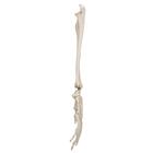 요골과 척골 있는 손모형
Hand Skeleton with portions of ulna and radius, 1019370 [A41], 팔 및 손 골격 모형 (Small)