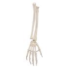 Esqueleto da M&atilde;o, com parte da ulna e do r&aacute;dio, montado em arame, 1019370 [A41], Modelos de esqueletos do bra&ccedil;o e m&atilde;o (Small)