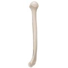 Oberarmknochen Modell, 1019372 [A45/1], Hand- und Armskelett Modelle (Small)