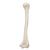 Humérus - 3B Smart Anatomy, 1019372 [A45/1], Squelettes des membres supérieurs (Small)