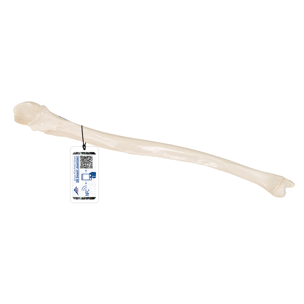 Ulna (Cubitus) - 1019373 - A45/2 - Squelettes des membres supérieurs ...
