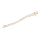 Ulna, 1019373 [A45/2], Modelos de esqueletos do bra&ccedil;o e m&atilde;o (Small)