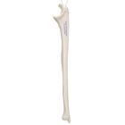 Ulna, 1019373 [A45/2], Modelos de esqueletos do bra&ccedil;o e m&atilde;o (Small)
