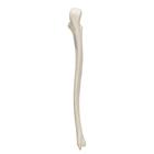 Human Ulna Model, 1019373 [A45/2], Arm and Hand Skeleton Models (Small)