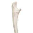 Ulna, 1019373 [A45/2], Modelos de esqueletos do bra&ccedil;o e m&atilde;o (Small)
