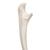 Human Ulna Model - 3B Smart Anatomy, 1019373 [A45/2], Arm and Hand Skeleton Models (Small)