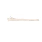 Human Ulna Model, 1019373 [A45/2], Arm and Hand Skeleton Models (Small)