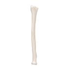 Human Radius Model, 1019374 [A45/3], Arm and Hand Skeleton Models (Small)