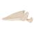 Human Scapula Model - 3B Smart Anatomy, 1019375 [A45/4], Arm and Hand Skeleton Models (Small)
