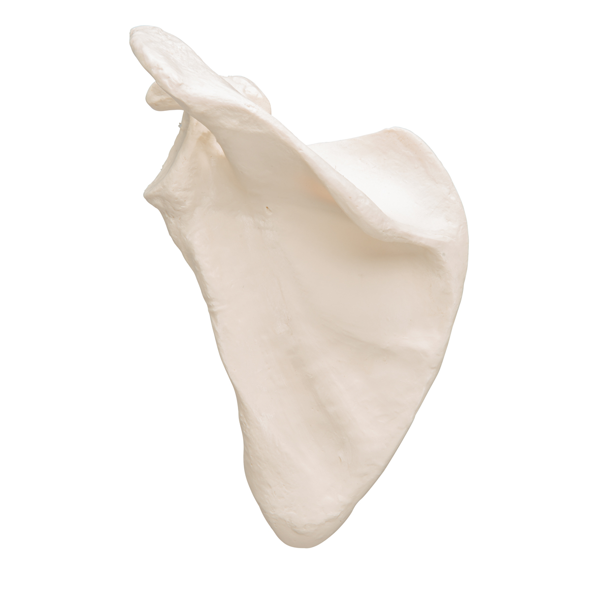 Human Scapula
