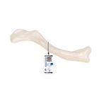 Clavicola - 3B Smart Anatomy, 1019376 [A45/5], Modelli singoli di ossa