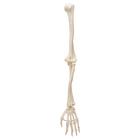 Human Arm Skeleton Model, Wire Mounted, 1019371 [A45], Arm and Hand Skeleton Models (Small)