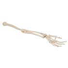 Human Arm Skeleton Model, Wire Mounted, 1019371 [A45], Arm and Hand Skeleton Models (Small)