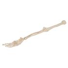 Human Arm Skeleton Model, Wire Mounted, 1019371 [A45], Arm and Hand Skeleton Models (Small)