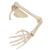 Модель скелета руки с лопаткой и ключицей - 3B Smart Anatomy, 1019377 [A46], Модели скелета руки и кисти (Small)