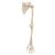 Esqueleto do Braço com escapula e clavícula, 1019377 [A46], Modelos de esqueletos do braço e mão (Small)