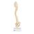 Coluna vertebral infantil A52 com qualidade 3B BONElikeTM, 1000118 [A52], Modelo de coluna vertebral (Small)