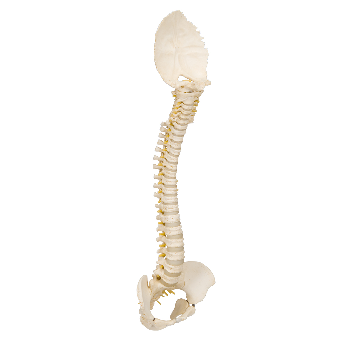 3B Scientific Wirbelsäulenmodell Kind – Mit 3B Smart Anatomy App, BONElike™ Qualität