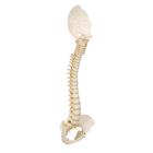 BONElike Gerincoszlop, gyermek, 1000118 [A52], Gerincoszlop modellek (Small)