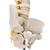 Colonna vertebrale infantile di qualità 3B BONElike - 3B Smart Anatomy, 1000118 [A52], Modelli di Colonna Vertebrale (Small)
