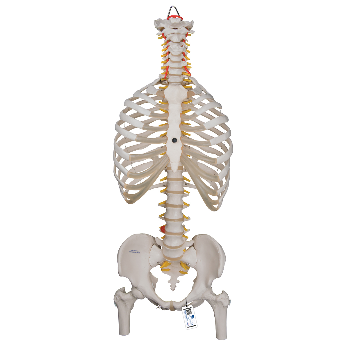 带肋骨和股骨头的经典灵活脊柱模型- 3B Smart Anatomy - 1000120 - A56 ...