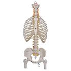 Классическая модель гибкого позвоночника с ребрами и головками бедренных костей - 3B Smart Anatomy, 1000120 [A56/2], Модели позвоночника человека