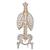 Colonne vertébrale classique flexible avec thorax et moignons du fémur - 3B Smart Anatomy, 1000120 [A56/2], Colonnes vertébrales (rachis) (Small)