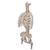 Classic Flexible Human Spine Model with Ribs & Femur Heads - 3B Smart Anatomy, 1000120 [A56/2], Human Spine Models (Small)