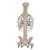 Coluna clássica flexível com costelas e cabeças de fêmur, 1000120 [A56/2], Modelo de coluna vertebral (Small)