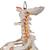 Coluna clássica flexível com costelas e cabeças de fêmur, 1000120 [A56/2], Modelo de coluna vertebral (Small)