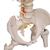 带肋骨和股骨头的经典灵活脊柱模型 - 3B Smart Anatomy, 1000120 [A56/2], 脊柱模型 (Small)