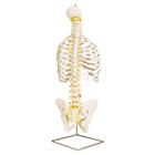 Classic Flexible Spine Model with Ribs, 1000119 [A56], Human Spine Models