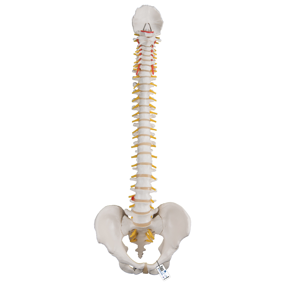 Details about   2pcs Miniature Beige PVC Human Spine Skeleton Model School Learning Keychain 
