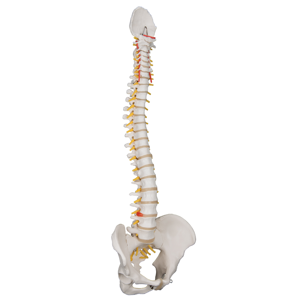 Anatomical Teaching Models | Plastic Spinal Column | Vertebrae 