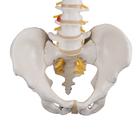 Classic Flexible Human Spine Model, 1000121 [A58/1], Human Spine Models (Small)
