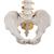 Classic Flexible Human Spine Model - 3B Smart Anatomy, 1000121 [A58/1], Human Spine Models (Small)