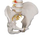 Classic Flexible Human Spine Model, 1000121 [A58/1], Human Spine Models (Small)
