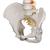 기본형 척추모형 Classic Flexible Human Spine Model - 3B Smart Anatomy, 1000121 [A58/1], 인체 척추 모형 (Small)