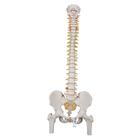 Colonna vertebrale flessibile classica, con tronchi del femore - 3B Smart Anatomy, 1000122 [A58/2], Modelli di Colonna Vertebrale