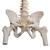 Classic Flexible Human Spine Model with Femur Heads - 3B Smart Anatomy, 1000122 [A58/2], Human Spine Models (Small)