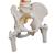 带股骨头的经典活动脊柱模型 - 3B Smart Anatomy, 1000122 [A58/2], 脊柱模型 (Small)