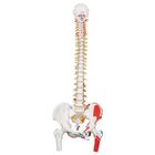 Colonna vertebrale flessibile classica dipinta, con tronchi del femore mobili e illustrazione dei muscoli - 3B Smart Anatomy, 1000123 [A58/3], Modelli di Colonna Vertebrale