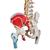 带股骨头和着色肌肉的经典活动脊柱模型 - 3B Smart Anatomy, 1000123 [A58/3], 脊柱模型 (Small)