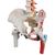 Klasszikus hajlékony gerinc combcsontcsonkkal és festett izmokkal - 3B Smart Anatomy, 1000123 [A58/3], Gerincoszlop modellek (Small)