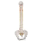 Coluna clássica flexível com pélvis feminina, 1000124 [A58/4], Modelo de coluna vertebral